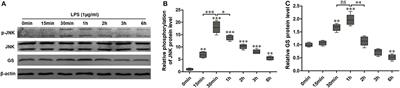 Modulation of Astrocytic Glutamine Synthetase by Endocannabinoid 2-Arachidonoylglycerol in JNK-Independent Pathway